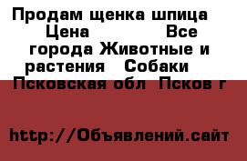 Продам щенка шпица.  › Цена ­ 15 000 - Все города Животные и растения » Собаки   . Псковская обл.,Псков г.